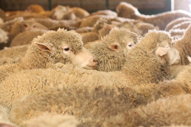 Polypay Sheep | Shady Side Farm Holland Grand Rapids Michigan | Local Organic Sustainable Polypay Sheep | Shady Side Farm Holland Grand Rapids Michigan | Local Organic Sustainable