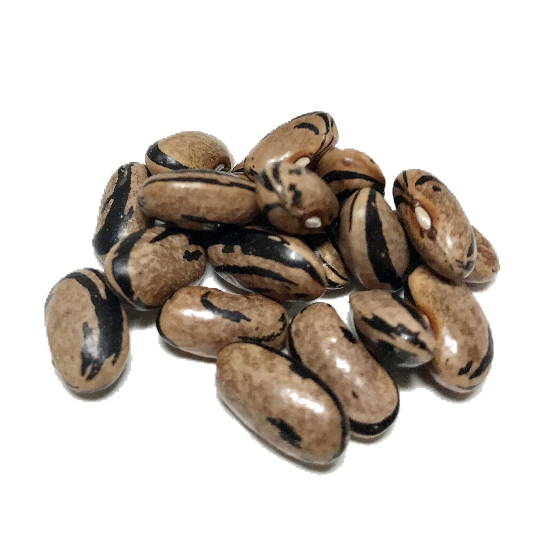 Zebra Heirloom Dry Beans