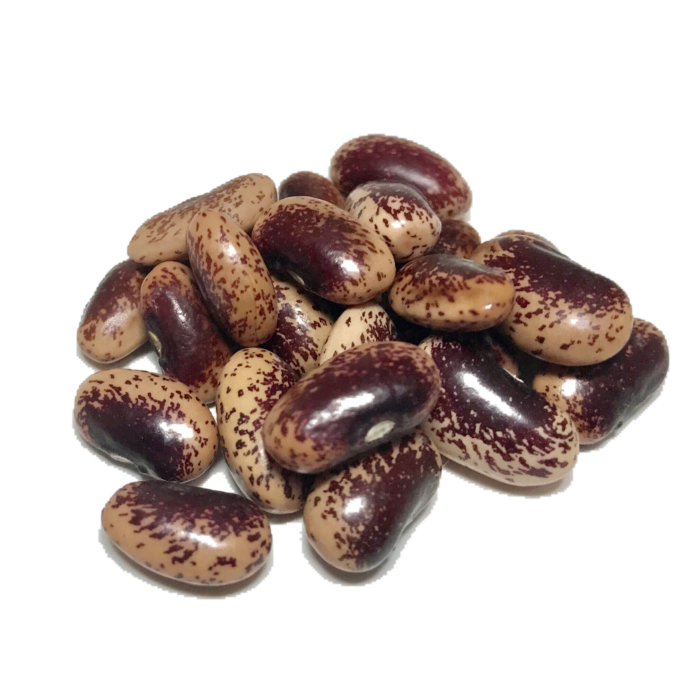 Painted Lady Heirloom Dry Beans