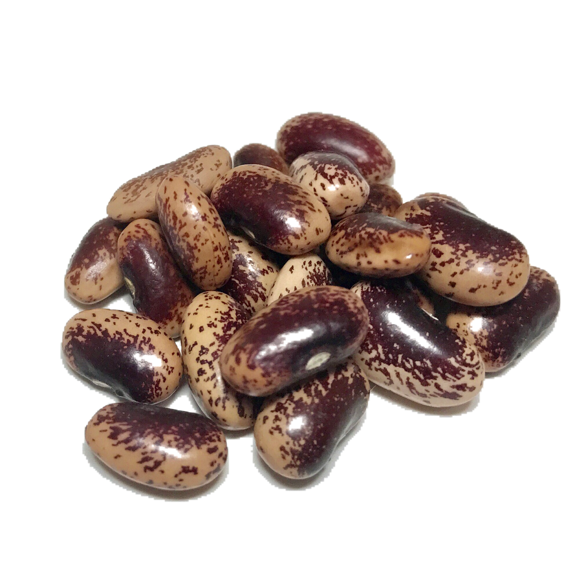 Painted Lady Heirloom Dry Beans