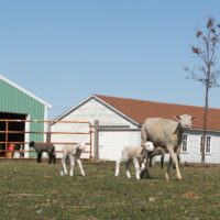 Bulk Polypay Wool Roving for Spinning -- Natural -- 1 lb.