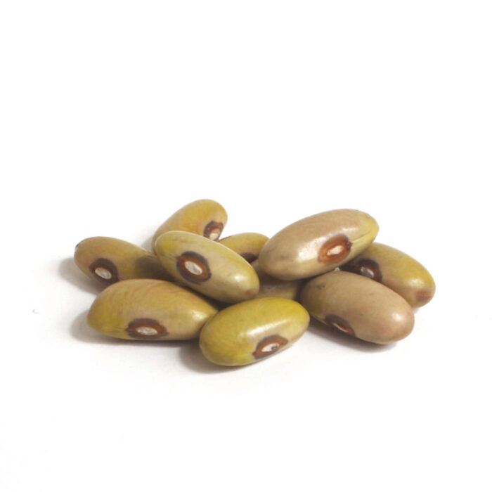 Arikara Yellow Certified Organic Heirloom Dry Beans