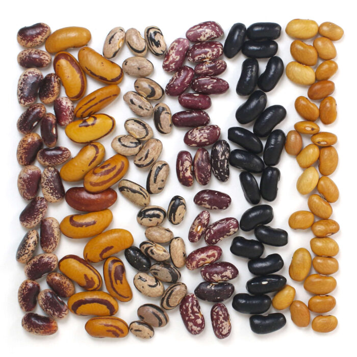 Starter Pack - Eight Mini Bags | Certified Organic Heirloom Dry Beans