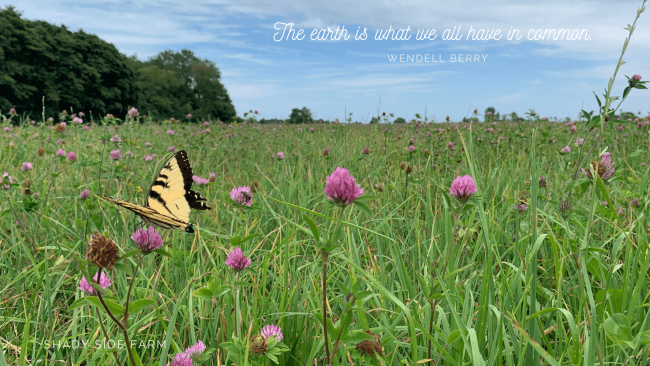 Butterfly Desktop Wallpaper1