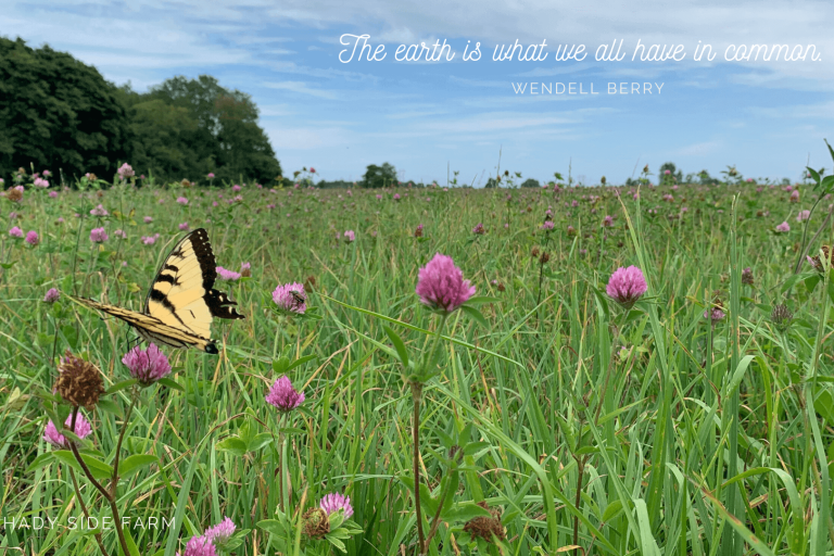 Butterfly Desktop Wallpaper1