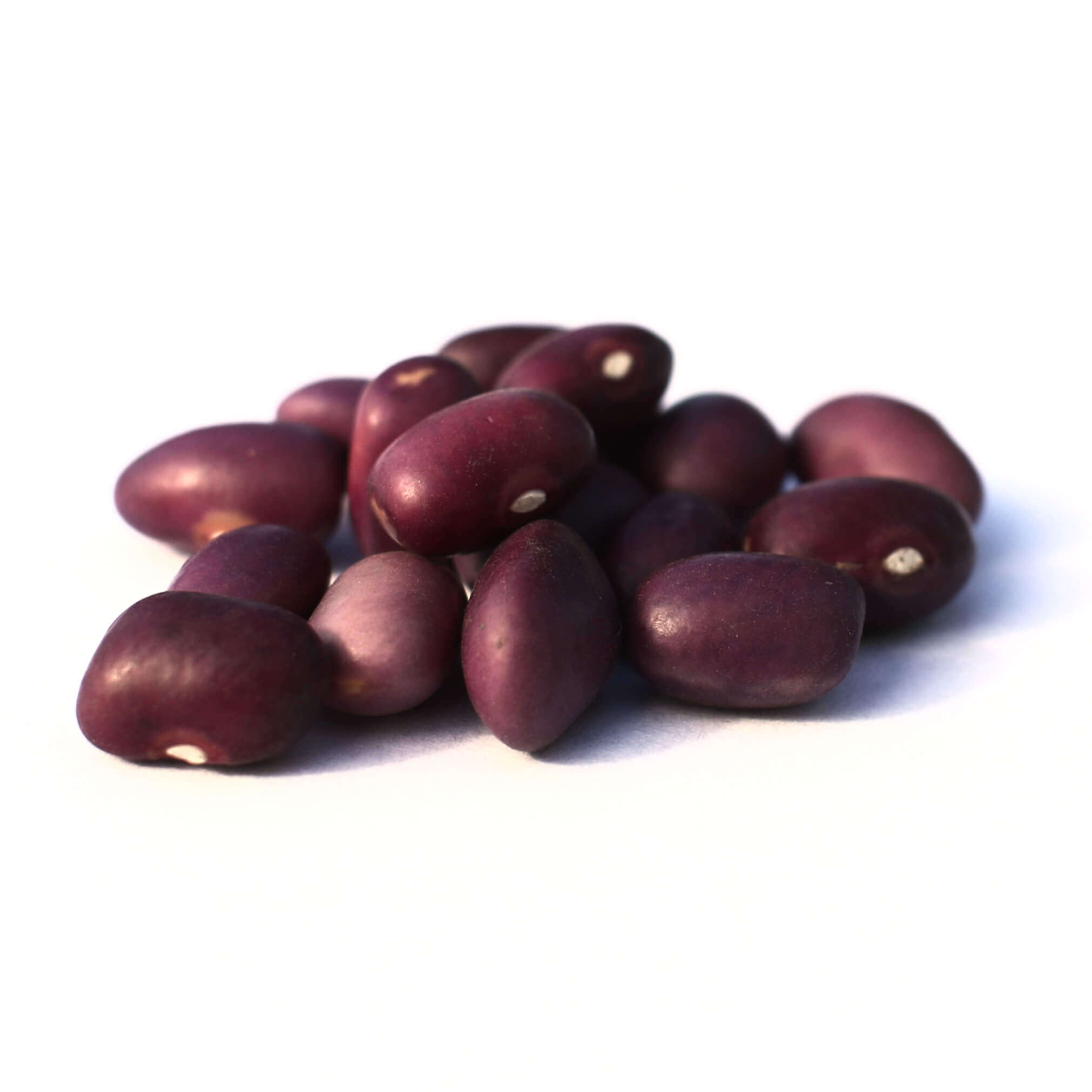 amethyst dry beans from shady side farm