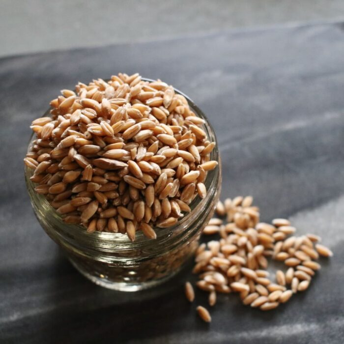 spelt berries from shady side farm