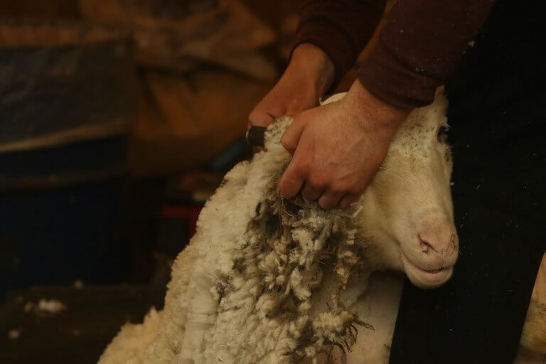 Sheep Shearing