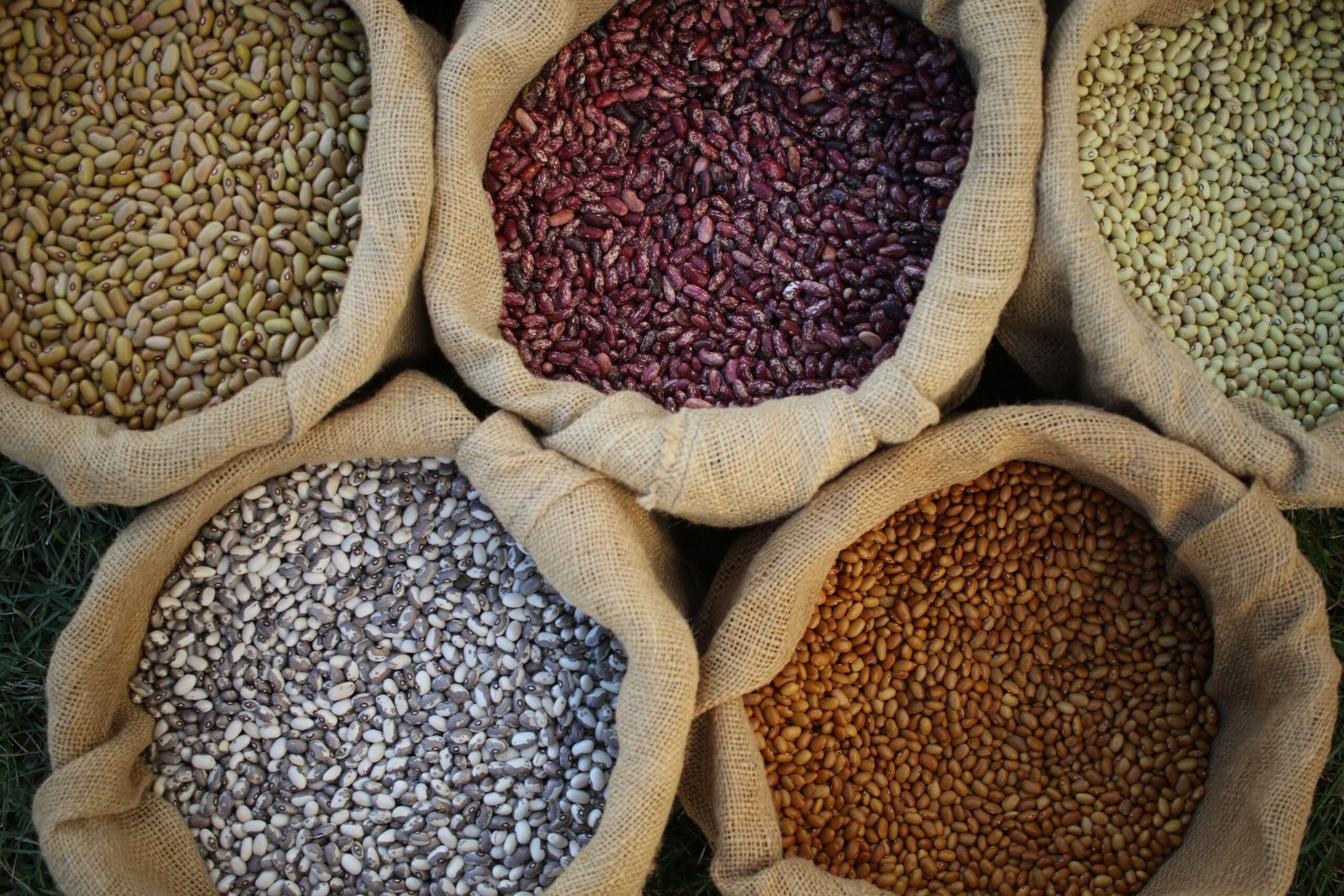 Heirloom Beans Heirloom Beans | Shady Side Farm | Organic Heirloom Beans