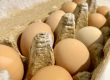 Eggs | Organic | Shady Side Farm Holland Grand Rapids Michigan | Local