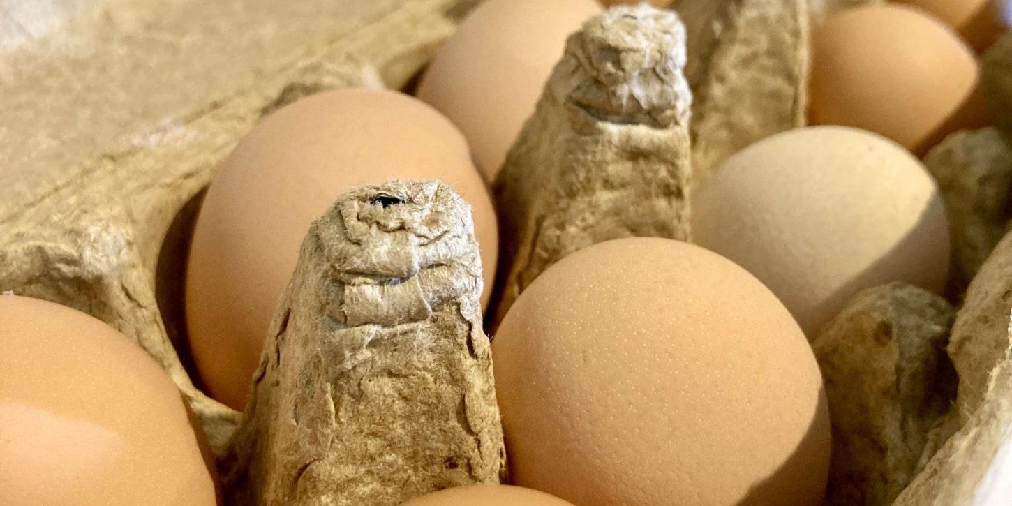 Eggs | Organic | Shady Side Farm Holland Grand Rapids Michigan | Local