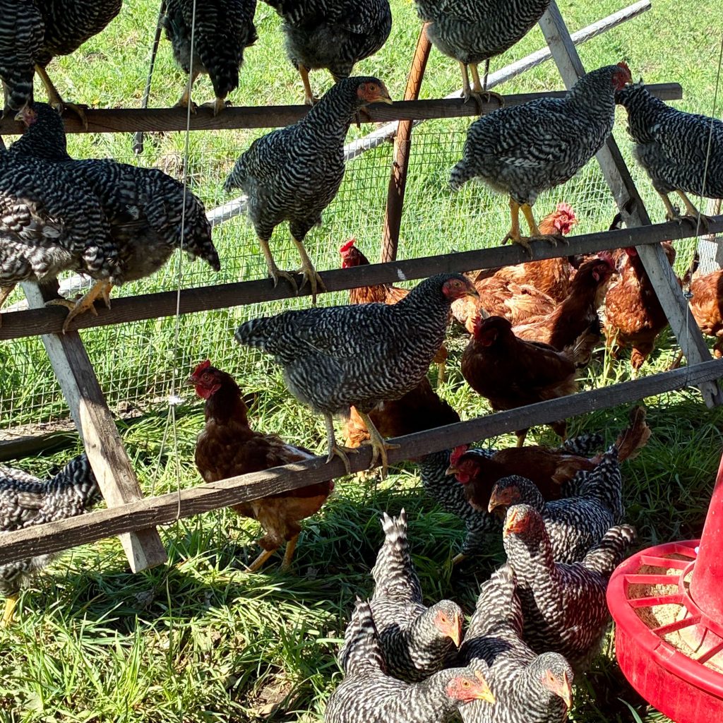 Chickens | Organic | Shady Side Farm Holland Grand Rapids Michigan | Local